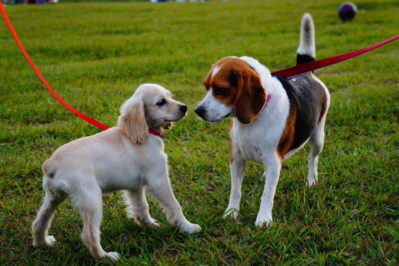 The Fredericksburg Dog Park offers socialization and exercise for dogs