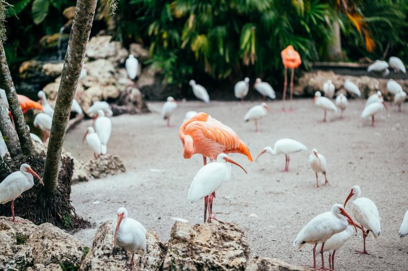 Flamingos on the sand in the Flamingo Gardens in Davie, Florida