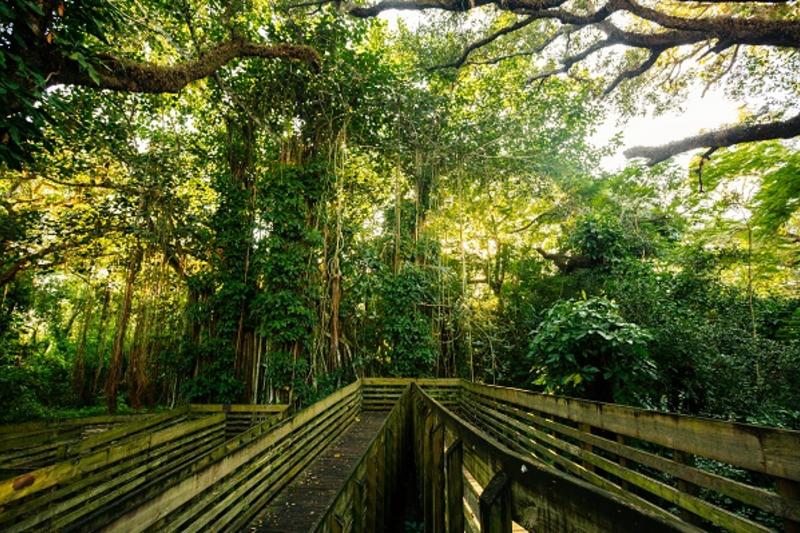 wooden trail in a blanket of trees