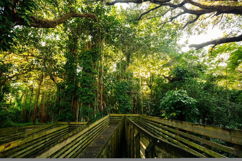 Tree Tops Park In Greater Fort Lauderdale