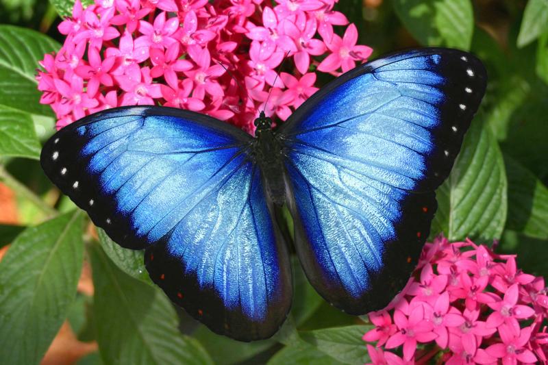 Close up of a blue butterfly at Butterfly World in Coconut Creek, Florida