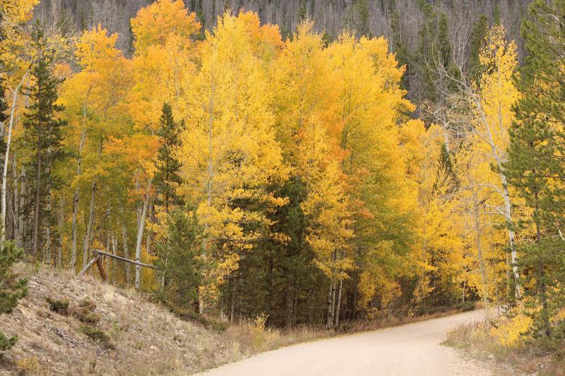 Fall trees lining a dirt road