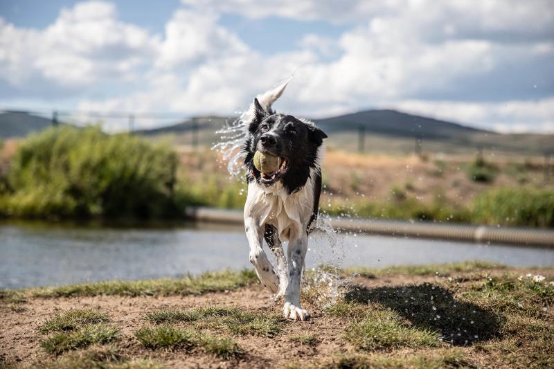 Dog with a tennis ball playing at the Granby Bark Park