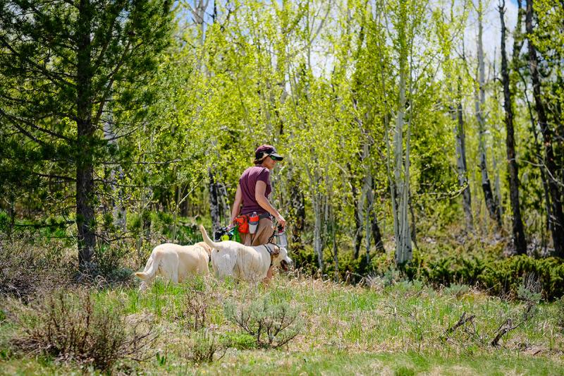 Wag Away 5 Granby, Colorado