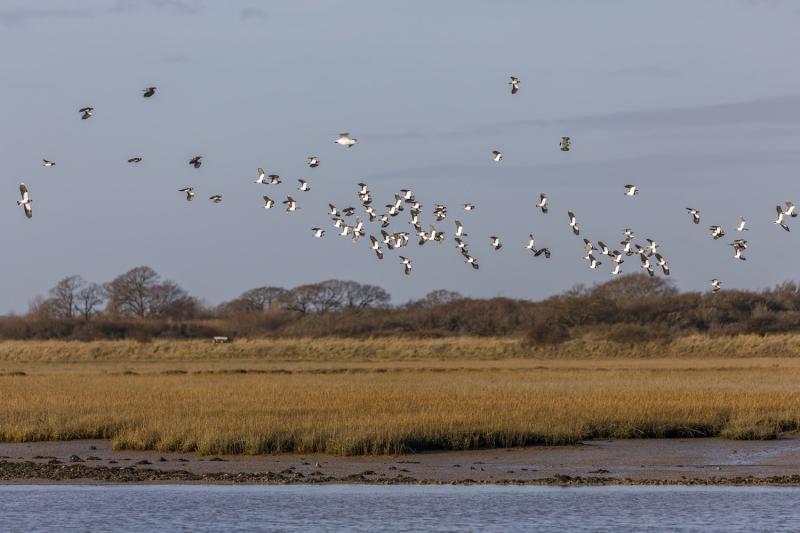 Lapwing at RSPB Pagham Harbour