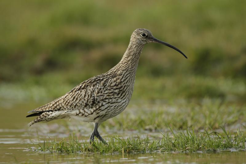 A Curlew at RSPB Nature Reserve