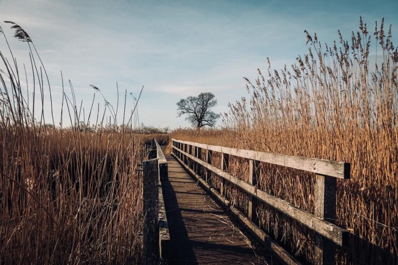 a photo showing reed beds beside a bridge