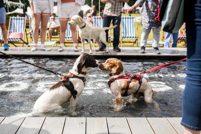 Dogs in a pool at Goodwoof
