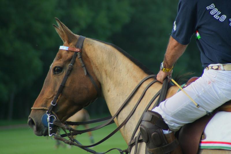 a horse with polo rider