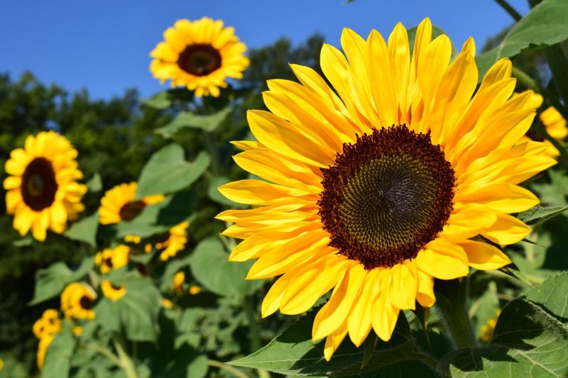 An image of sunflowers in a field with blue sky