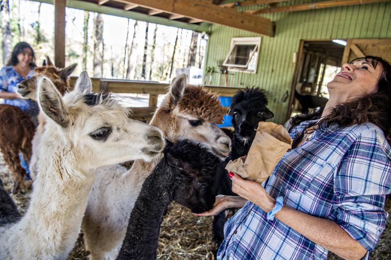 4 alpacas inside of a barn and a dark-haired woman in a plaid shirt is feeding them while laughing.