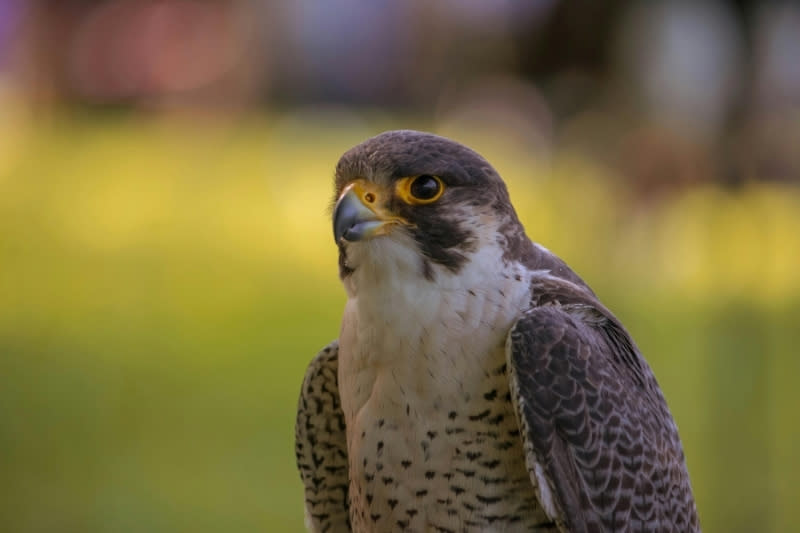 A peregrine falcon perched with a soft, colorful blurred background.