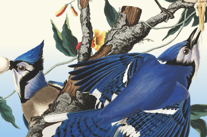 Birds of America