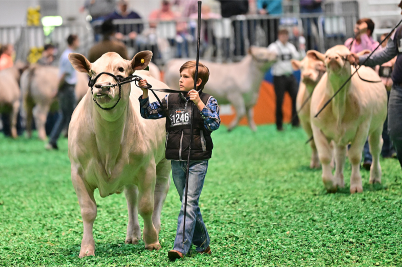 Houston Livestock and Rodeo