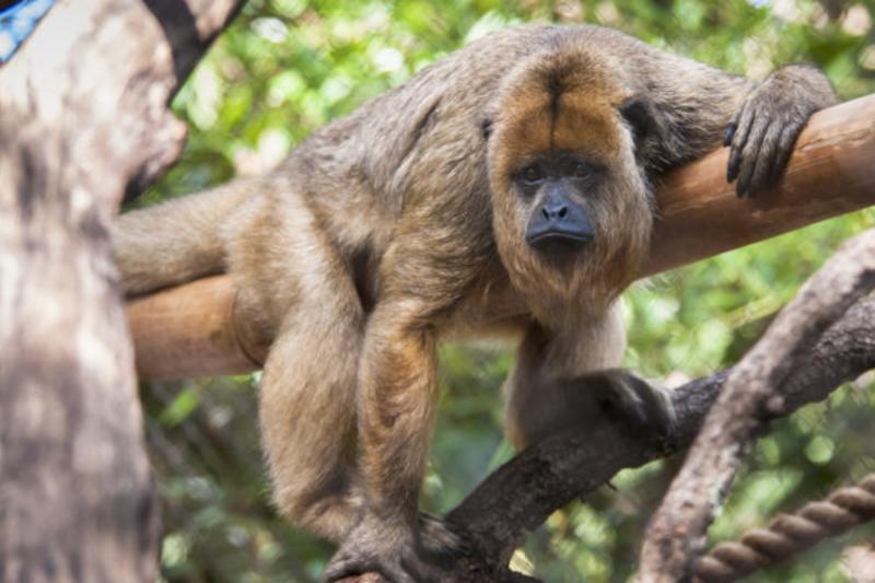 Houston Zoo