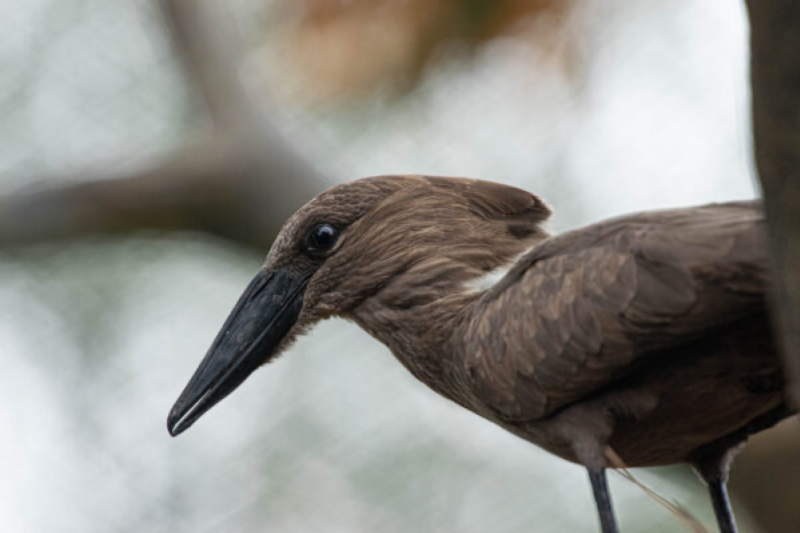 Houston Zoo - Hammerkop