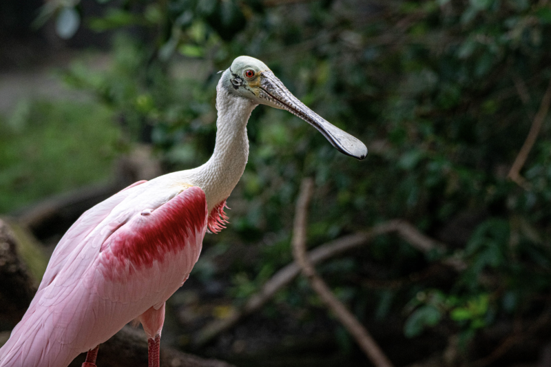 Houston Zoo - Roseate spoonbill