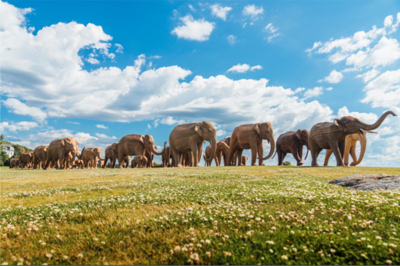The Great Elephant Migration