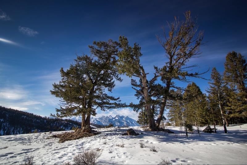 Snowy scene