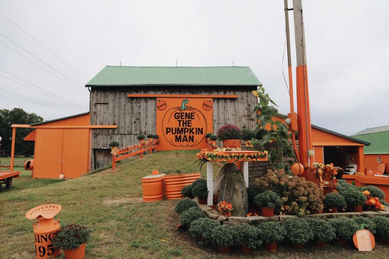 Gene The Pumpkin Man