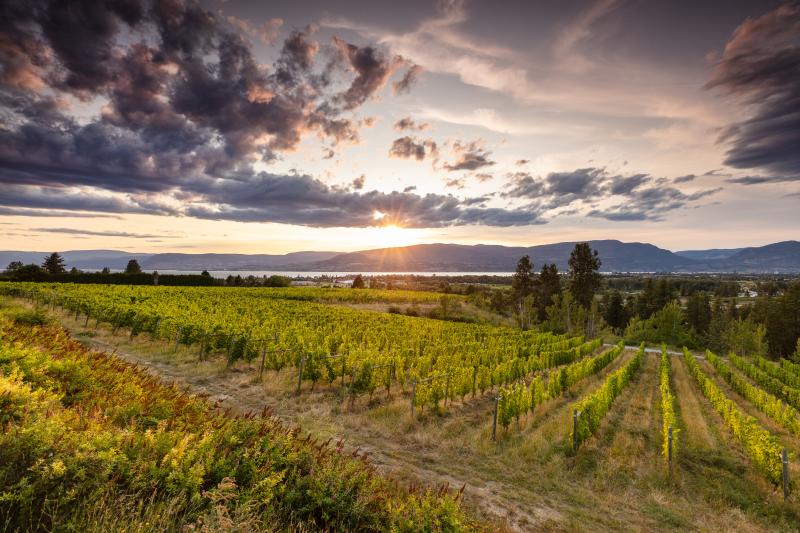 Tantalus Vineyards-Sunset in the Vineyard