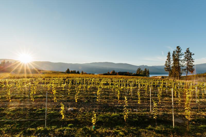 Peak Cellars vineyard