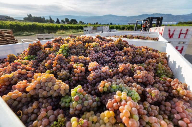 Grape harvest at Volcanic Hills
