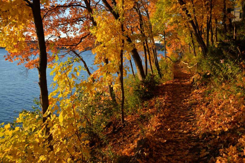 Fall Shore Path