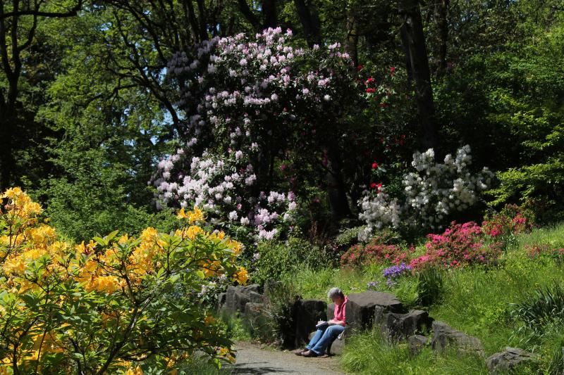 Hendricks Park in Spring by Traci Williamson Hendricks Park in Spring by Traci Williamson