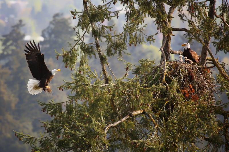 Bald Eagle Nesting by Kohlhase Creative Arts - David K. Hill Bald Eagle Nesting by Kohlhase Creative Arts - David K. Hill
