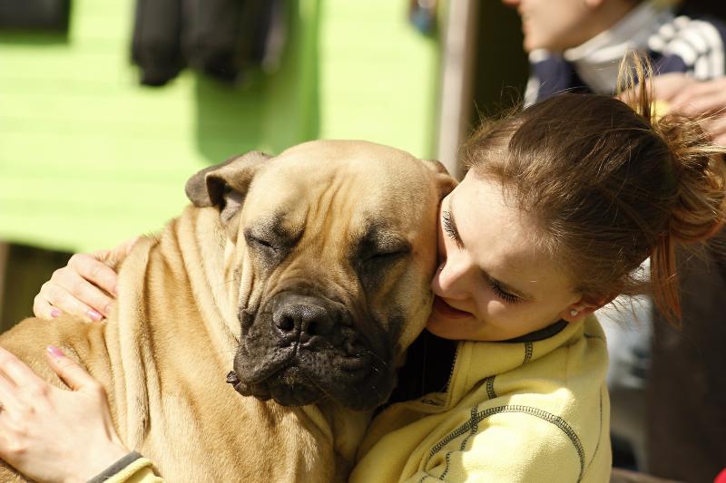 Rescue dog with owner