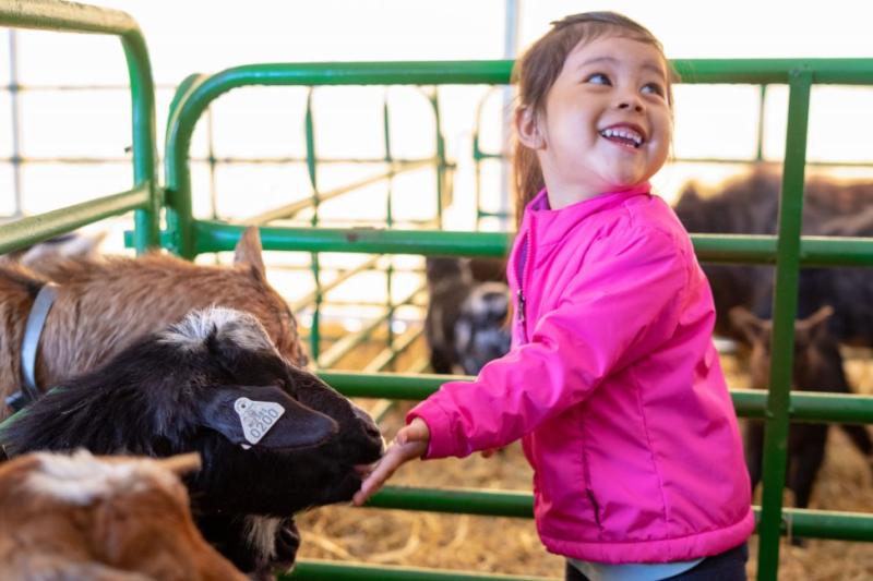 A little girl feeds goats during the Twin Cities Spring Babies Festival