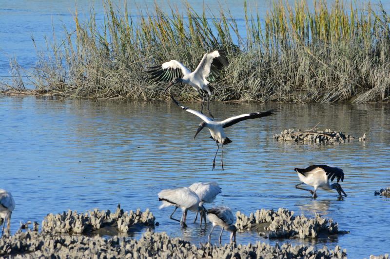 Birds in the Marsh from Jo Clark