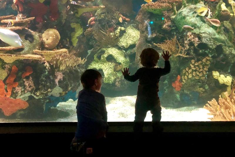 Ripley's Aquarium with kids