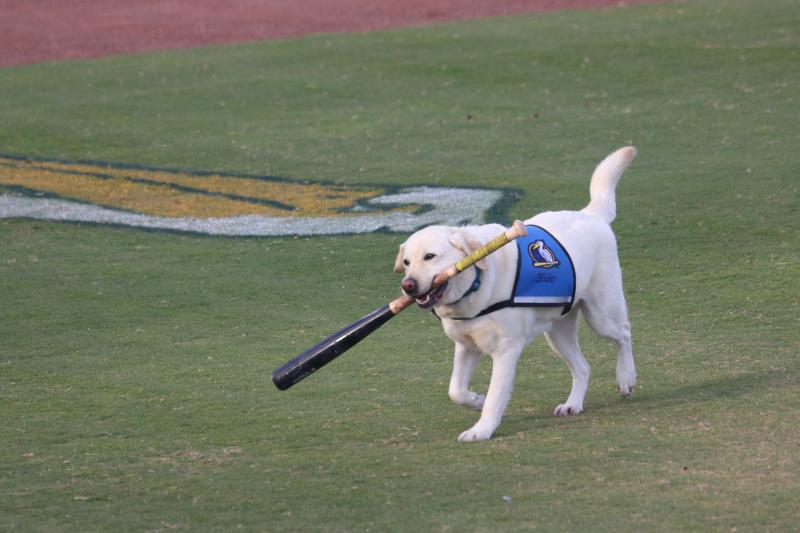 Pelicans Baseball bat dog on field