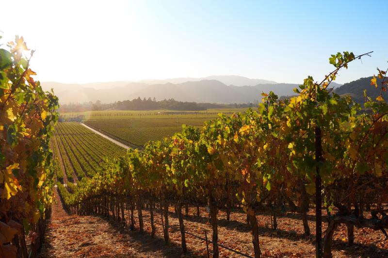 Fall Vineyard row in Napa Valley