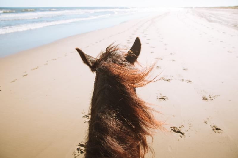 Equine Adventures - horseback beach riding