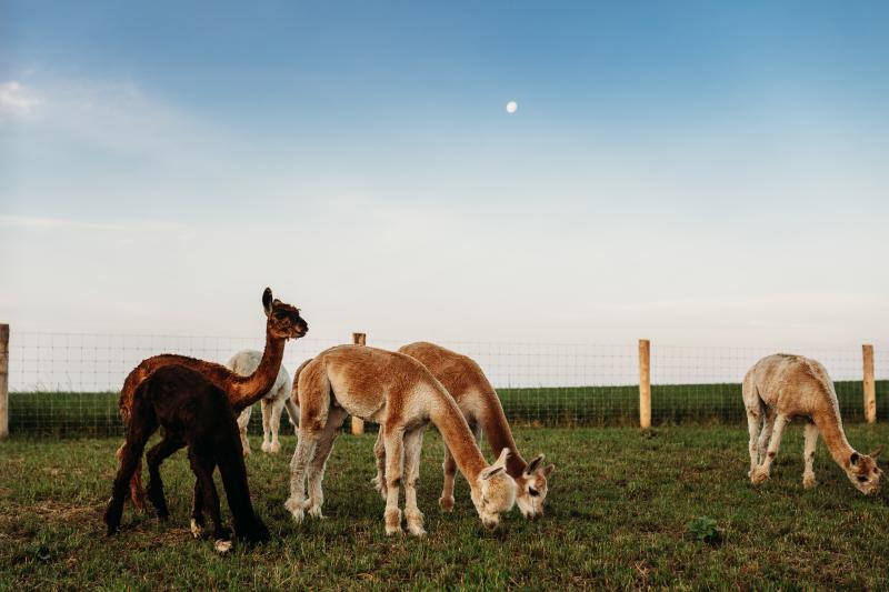 Udderly Ridiculous alpacas