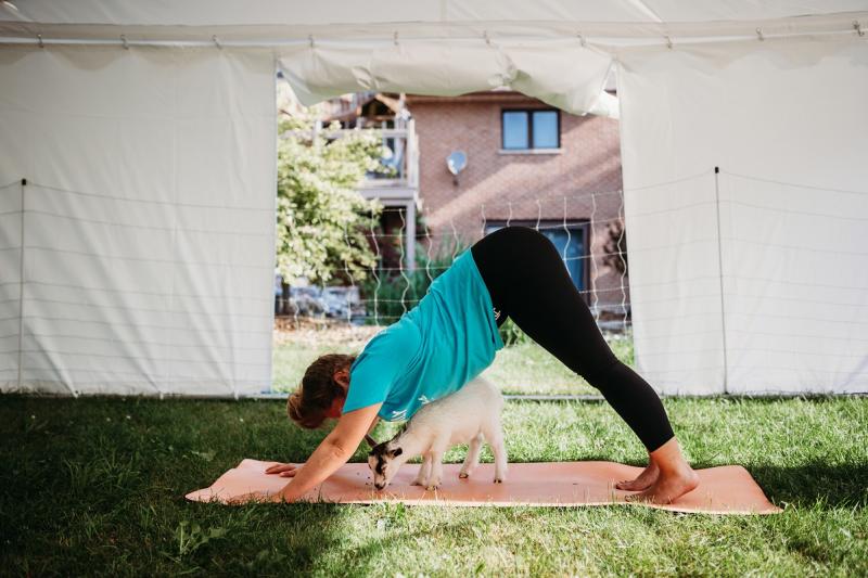 Udderly Ridiculous Yoga