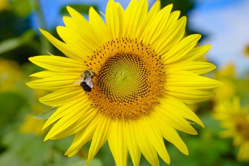 Page Valley Sunflower Festival