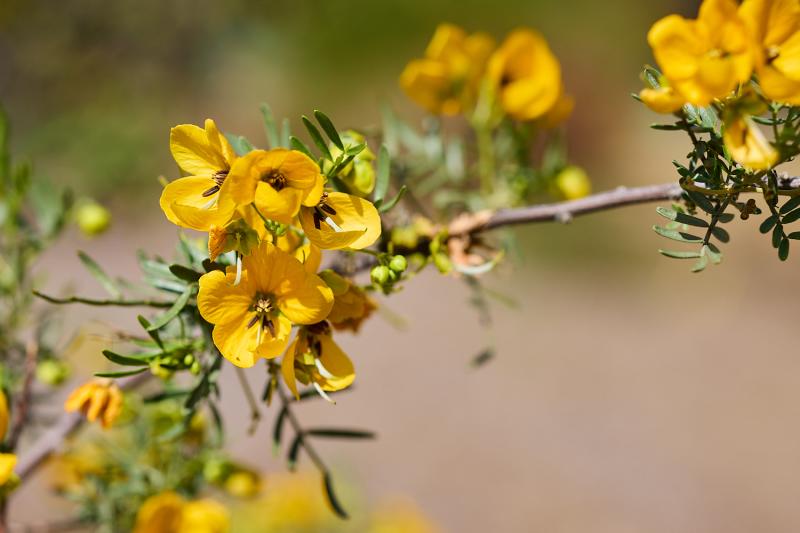 Wildflowers Avon Valley