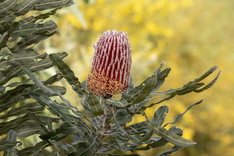 Wildflowers Cockburn
