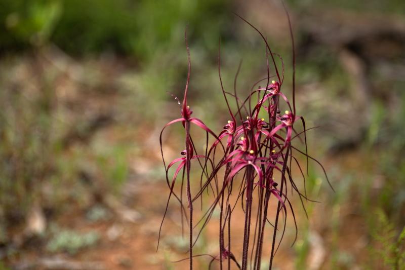 Goomalling Wildflowers