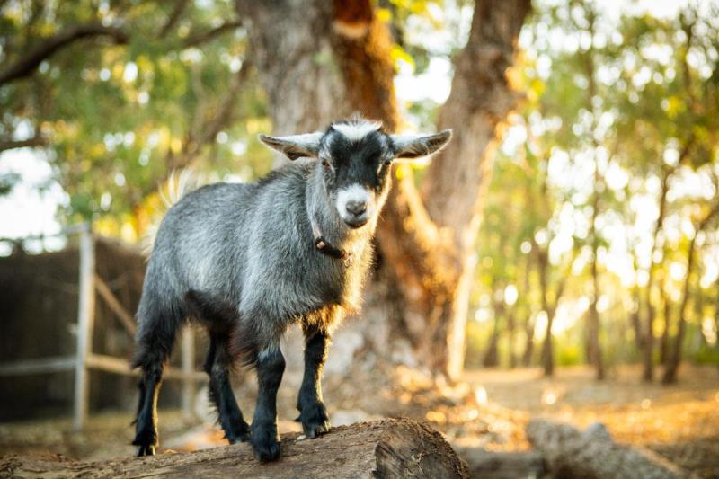 Noahs Park Animal Farm