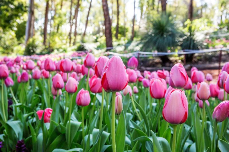Araluen Botanic Park  |  Perth Hills