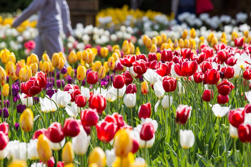 Araluen Botanic Park's Spring Tulip Festival | Perth Hills