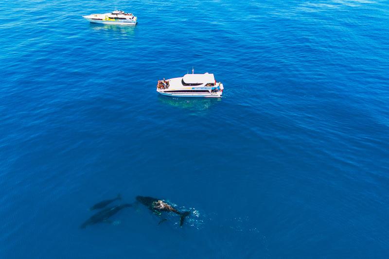 Whale Watching Perth by Rottnest Fast Ferries