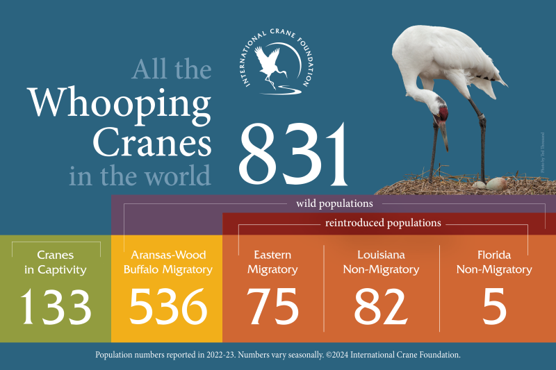 Infographic with stats about the Whooping Crane population