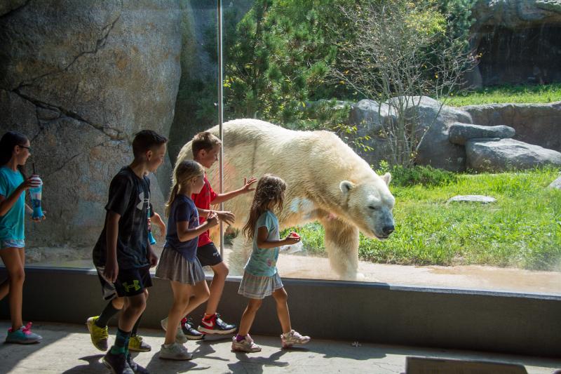 Group of Children looking at the Polar Bear at the North Carolina Zoo in Asheboro, NC