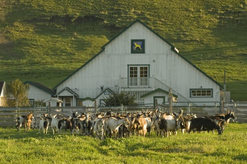 Harley Farms Goat Dairy Barn